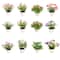 Assorted Micro Premade Flowering Plant, 1pc. by Ashland®